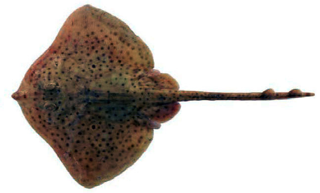 Raja polystigma_016.jpg